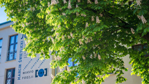 Kwitnący kasztanowiec przed III LO, na pierwszym planie drzewo, na drugim ściana szkoły z muralem